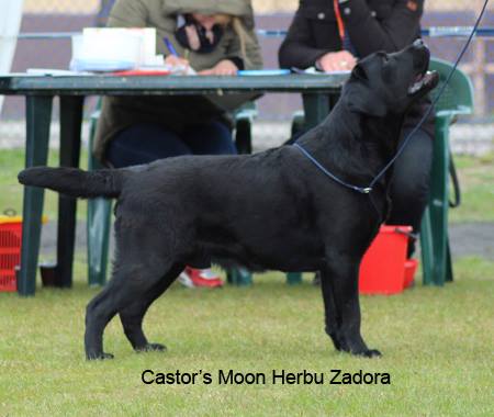 National Dog Show in GrudziÄ…dz 18.04.2015 - intermediate class, 1st, CAC, Best Adult Dog, BOS