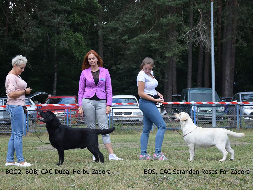 National Dog Show in Szczytno 24.06.2018 - intermediate class, 1st, CAC, Best Male, BOB, BOG II