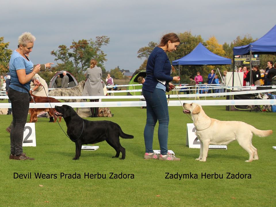 National Dog Show of Hunting Dogs in Tuchola 7.10.2018