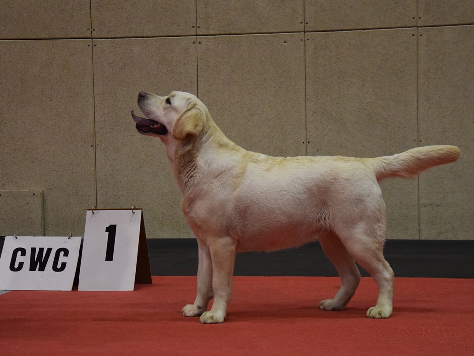 National Dog Show in Brodnicy 12.01.2019