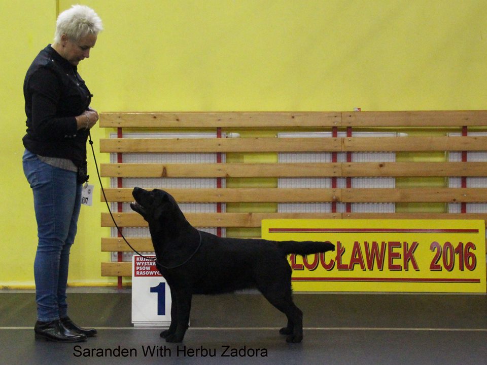 National Dog Show in ChoceÅ„ 15.10.2016 - interemdiate class,1st, CAC, Best Female, BOS