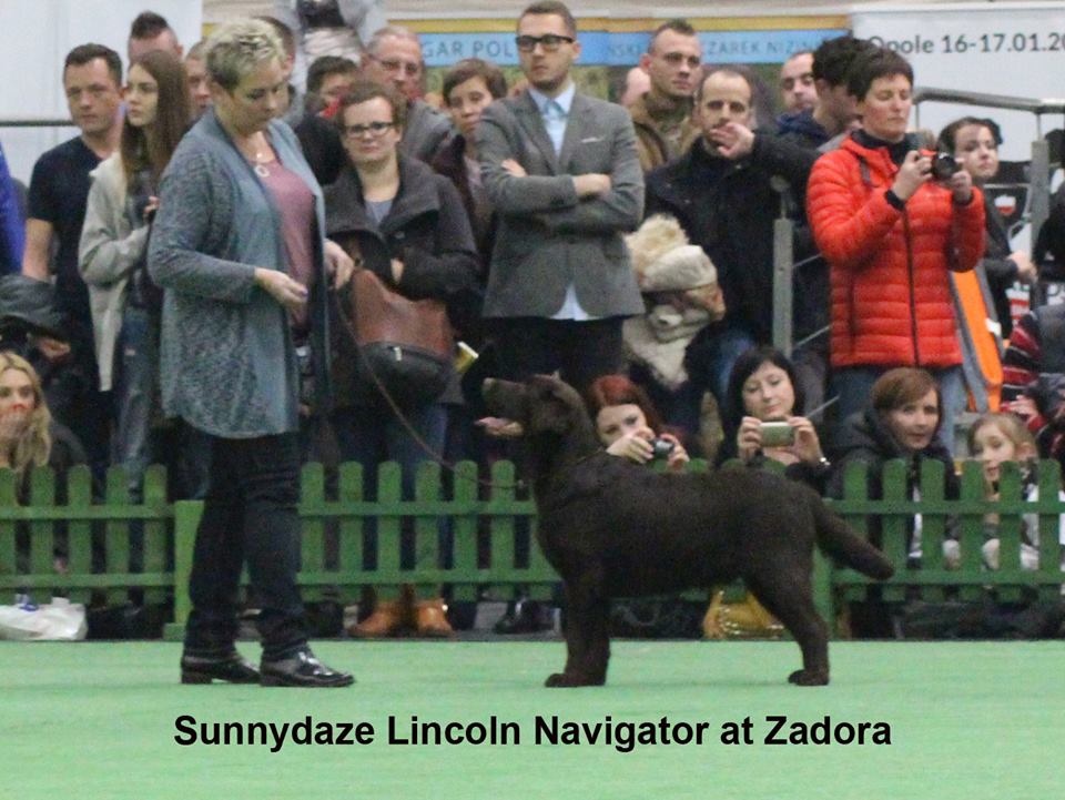 International Dog Show in  PoznaÅ„ 07.11.2015 - junior class, 1st, Junior Winner, BOB Junior