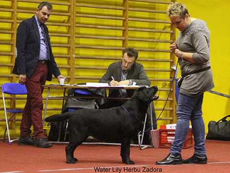 National Dog Show in Bydgoszcz 13.02.2016 - junior class, 2nd, excellent
